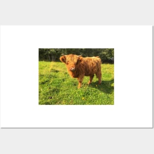 Scottish Highland Cattle Calf 2085 Posters and Art
